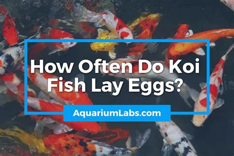 at what age do koi lay eggs|how often do koi spawn.